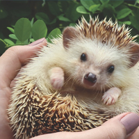 Benefits of City Chamber membership for Pets and Animal Care Pets and Animal Care businesses benefit from City Chamber of Commerce membership
